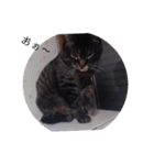 ガッシーねこーず39にゃんシリーズ②（個別スタンプ：27）
