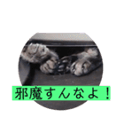 ガッシーねこーず39にゃんシリーズ②（個別スタンプ：28）