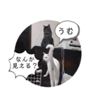 ガッシーねこーず39にゃんシリーズ②（個別スタンプ：29）