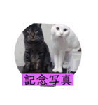 ガッシーねこーず39にゃんシリーズ②（個別スタンプ：31）