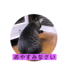 ガッシーねこーず39にゃんシリーズ②（個別スタンプ：32）