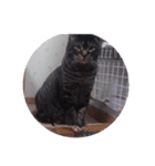 ガッシーねこーず39にゃんシリーズ②（個別スタンプ：33）