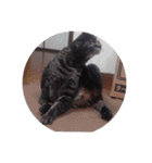 ガッシーねこーず39にゃんシリーズ②（個別スタンプ：34）