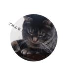 ガッシーねこーず39にゃんシリーズ②（個別スタンプ：35）