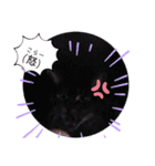 ガッシーねこーず39にゃんシリーズ②（個別スタンプ：36）