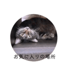 ガッシーねこーず39にゃんシリーズ②（個別スタンプ：39）