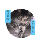 ガッシーねこーず39にゃんシリーズ②（個別スタンプ：40）