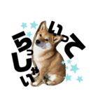 Shibasute HIROSHI（個別スタンプ：2）