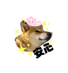 Shibasute HIROSHI（個別スタンプ：5）