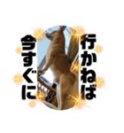 Shibasute HIROSHI（個別スタンプ：9）