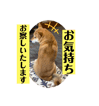 Shibasute HIROSHI（個別スタンプ：10）