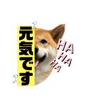 Shibasute HIROSHI（個別スタンプ：13）