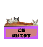 てばさんのスタンプ家族用ご飯編（個別スタンプ：1）