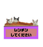 てばさんのスタンプ家族用ご飯編（個別スタンプ：3）