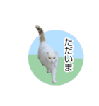 シロにゃんこ white cat（個別スタンプ：3）