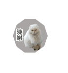 シロにゃんこ white cat（個別スタンプ：4）