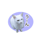 シロにゃんこ white cat（個別スタンプ：7）