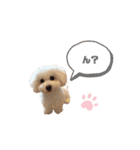 愛犬くぅの日常②（個別スタンプ：1）