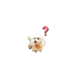 愛犬くぅの日常②（個別スタンプ：6）