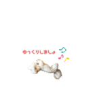 愛犬くぅの日常②（個別スタンプ：8）