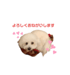 愛犬くぅの日常②（個別スタンプ：10）