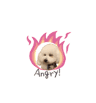 愛犬くぅの日常②（個別スタンプ：11）