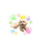愛犬くぅの日常②（個別スタンプ：13）