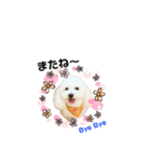 愛犬くぅの日常②（個別スタンプ：24）