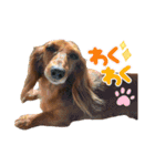 日常で使えるダックススタンプ☆dachshund（個別スタンプ：2）