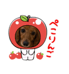 日常で使えるダックススタンプ☆dachshund（個別スタンプ：3）