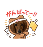 日常で使えるダックススタンプ☆dachshund（個別スタンプ：8）