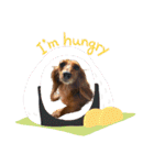 日常で使えるダックススタンプ☆dachshund（個別スタンプ：10）