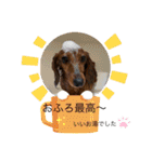 日常で使えるダックススタンプ☆dachshund（個別スタンプ：11）