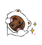 日常で使えるダックススタンプ☆dachshund（個別スタンプ：13）