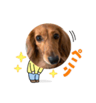 日常で使えるダックススタンプ☆dachshund（個別スタンプ：15）