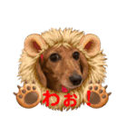 日常で使えるダックススタンプ☆dachshund（個別スタンプ：18）