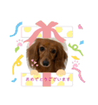 日常で使えるダックススタンプ☆dachshund（個別スタンプ：19）