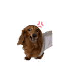 日常で使えるダックススタンプ☆dachshund（個別スタンプ：24）