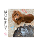 日常で使えるダックススタンプ☆dachshund（個別スタンプ：26）