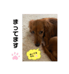 日常で使えるダックススタンプ☆dachshund（個別スタンプ：31）