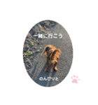 日常で使えるダックススタンプ☆dachshund（個別スタンプ：32）