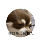 ジェリースタンプだよだょぉ（個別スタンプ：1）