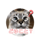 保護猫マロン好日スタンプ3（個別スタンプ：10）