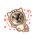 保護猫マロン好日スタンプ3（個別スタンプ：12）