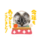 保護猫マロン好日スタンプ3（個別スタンプ：15）
