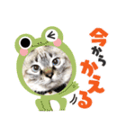 保護猫マロン好日スタンプ3（個別スタンプ：16）