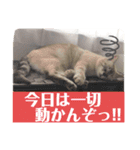 保護猫マロン好日スタンプ3（個別スタンプ：18）