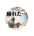 保護猫マロン好日スタンプ3（個別スタンプ：20）