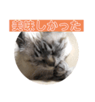 保護猫マロン好日スタンプ3（個別スタンプ：21）