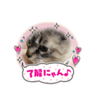 保護猫マロン好日スタンプ3（個別スタンプ：24）